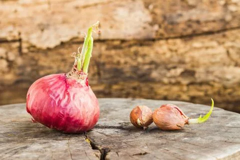 Onions Stock Photos