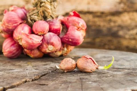Onions Stock Photos