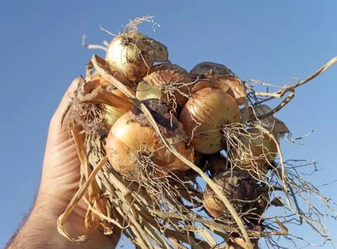 Onions Foto stock