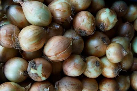 Onions Stock Photos