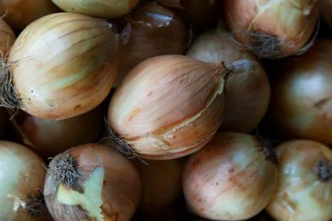 Onions Stock Photos