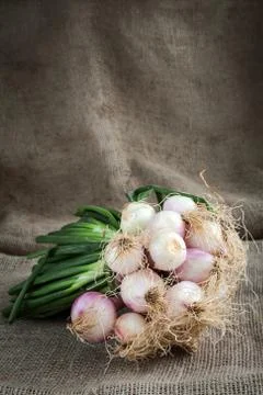Onions Stock Photos