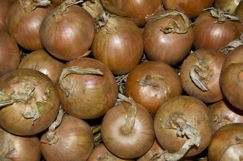 Onions Stock Photos