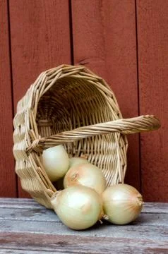 Onions. Stock Photos