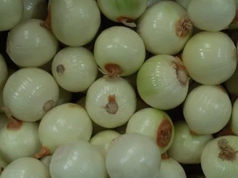Onions Stock Photos