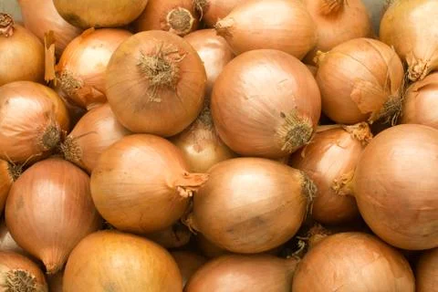 Onions Stock Photos