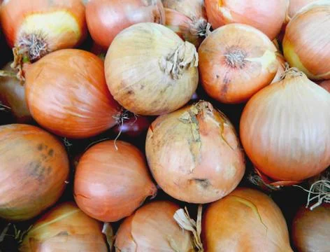Onions Stock Photos