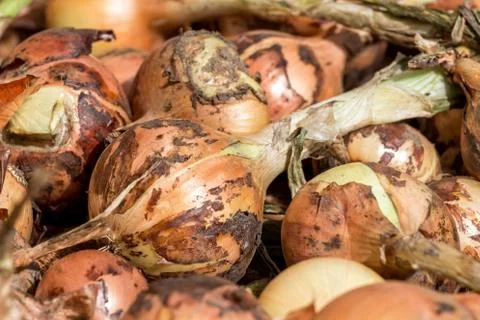 Onions Stock Photos