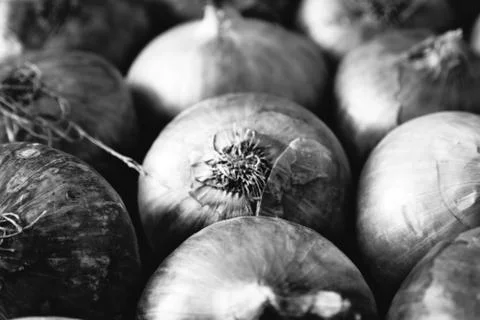 Onions Stock Photos