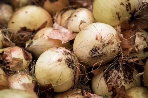 Onions Stock Photos