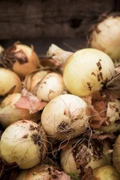 Onions Stock Photos