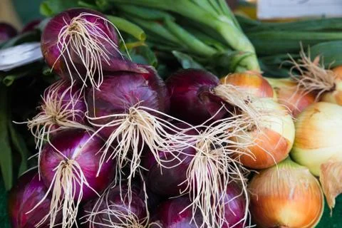 Onions Stock Photos