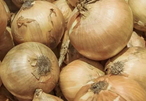 Onions Stock Photos