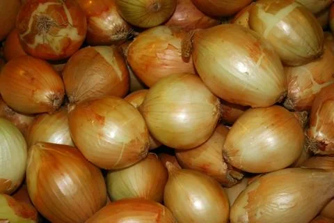 Onions Stock Photos