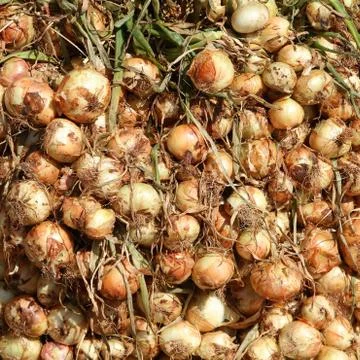 Onions Stock Photos