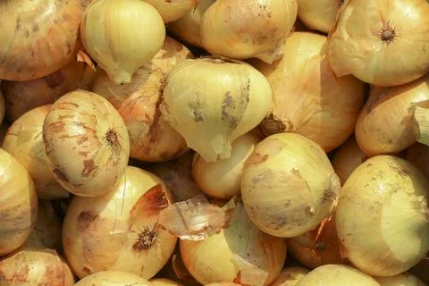 Onions Stock Photos