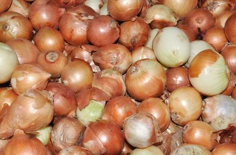 Onions Stock Photos