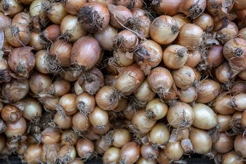 Onions Stock Photos