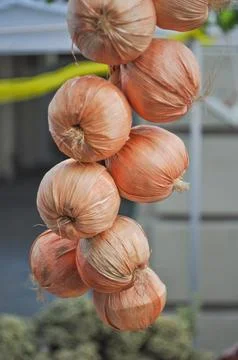 Onions Stock Photos