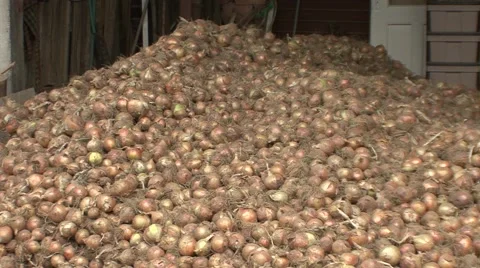 Onions on a pile Stock Footage 41131428