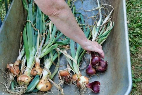 Onions ready for drying. Stock Photos