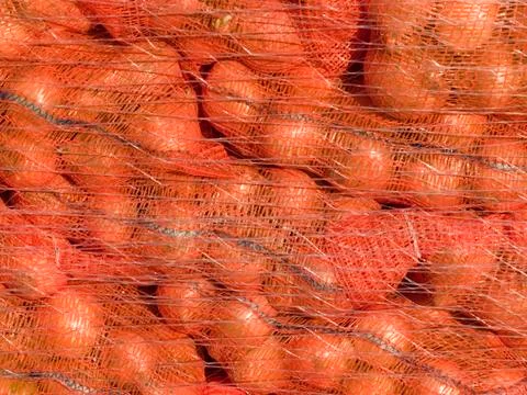 Onions in red netting Stock Photos
