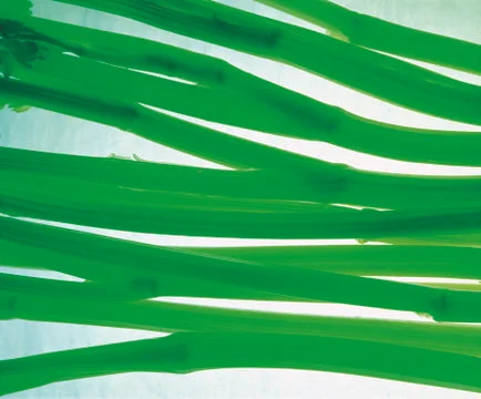 Onions sheet Stock Photos