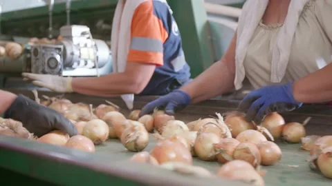 Onions sorting Stock Footage 171555726