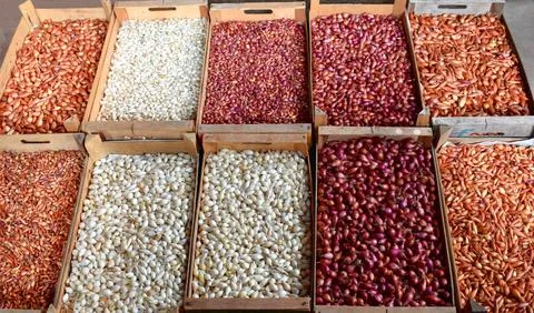 Onions for sowing of different varieties. Planting material. Stock Photos
