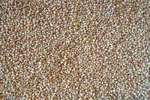 Onions for sowing in the fields in the spring, clean ecological organic food Stock-Fotos