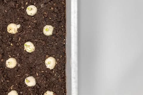 Onions for sowing Stock Photos