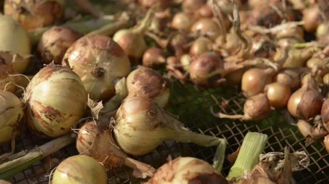 Onions in the sun Stock Footage 60659448