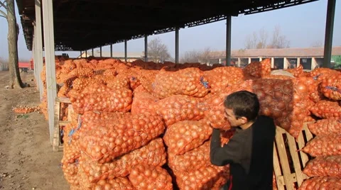 Onions in a Warehouse Video stock 10711025
