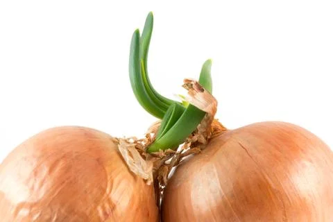 Onions on white Stock Photos