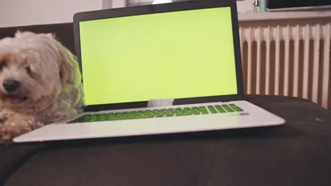 Online tutorials on laptop Stock Footage 145664646