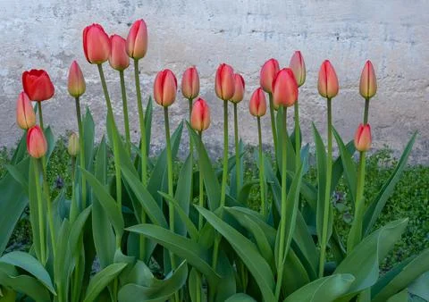 Only the blossoming buds of spring delicate red tulips in a neat row near t.. Stock Photos