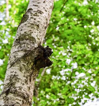 Only chaga is a parasite on tree Stock Photos
