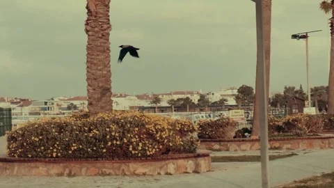 The only crow flying on the beach Stock Footage 263671176