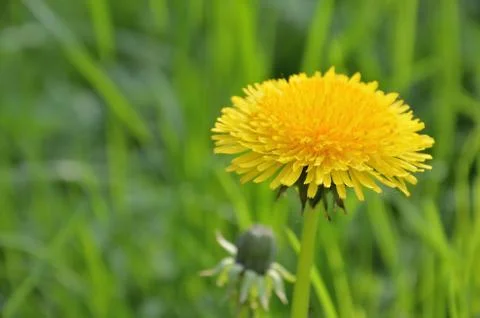 Only a dandelion Stock Photos
