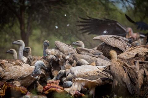 Only dust and feathers hovering over thr death Stock Photos