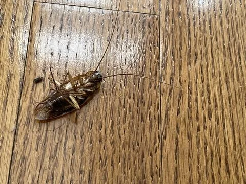 Only Good Bug is a Dead Bug Stock Photos