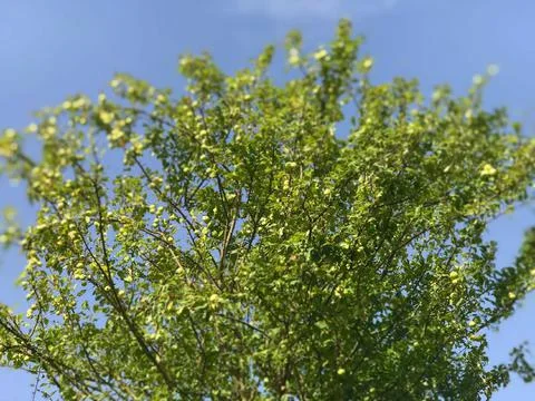 Only green tree crown with clear blue sky background  Stock Photos