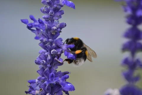 Only one Bee with Lavandel in Macro shot Stock Photos