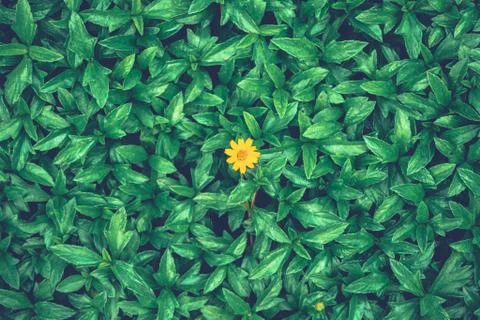 Only one Stock Photos