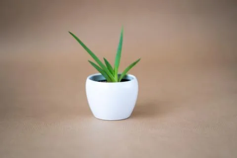 Only one plant on the table Stock Photos