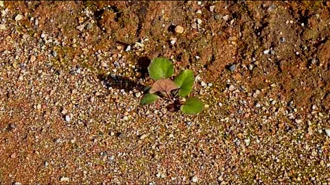 The only plant in the desert Video stock 98173057