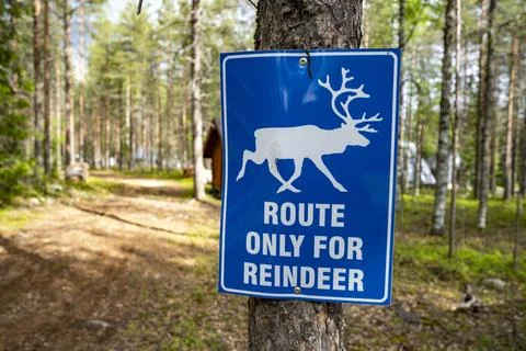 Only for reindeer Foto stock
