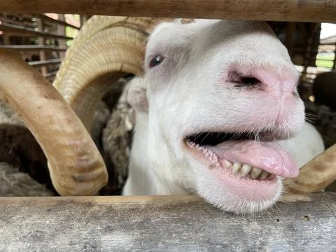 Only the sheep's face between the pens of bamboo slats Stock-Fotos