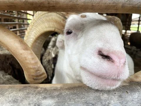 Only the sheep's face between the pens of bamboo slats Stock Photos