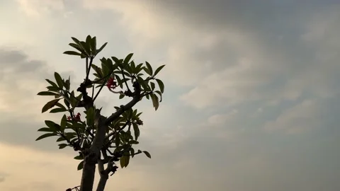 An only a single tree moving in the wind with sky background at sunset. 4k 스톡 동영상 155774826